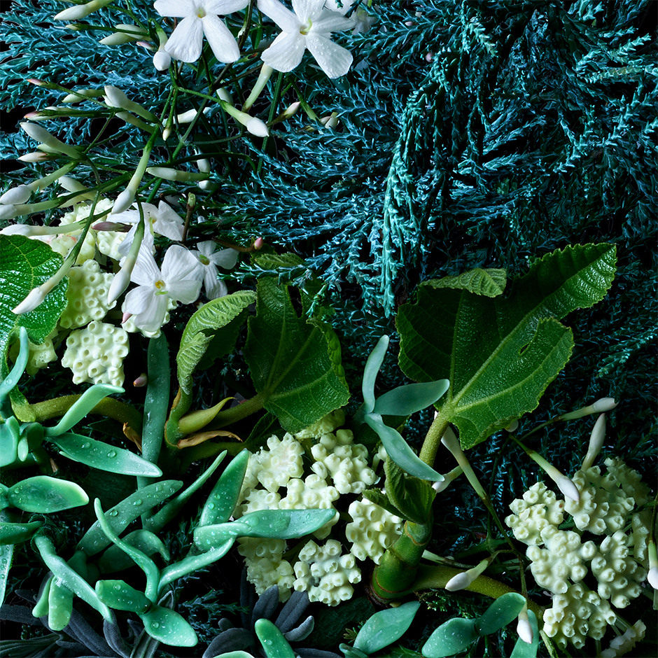 Coastal Cypress & Sea Fennel Body Lotion