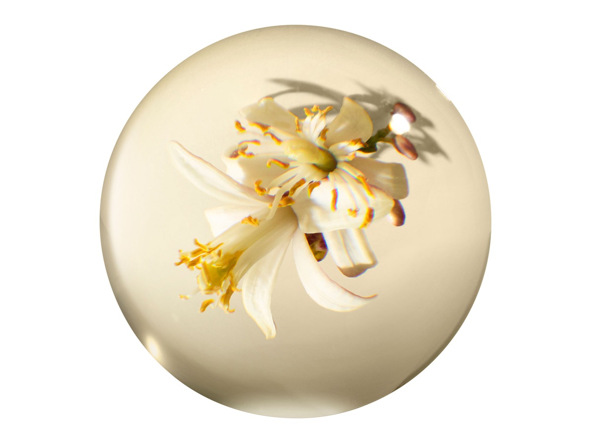Orange & Bergamot